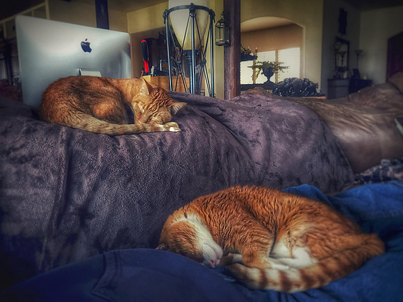 Sleeping Cats