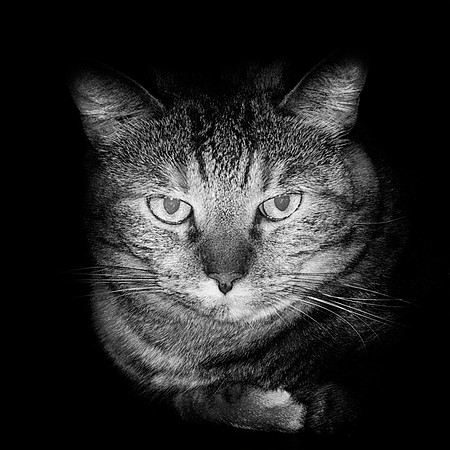 "black & white", cat, details, family, home, house, kitty, bertazzoni, Nikon, darkness, pinhole, pet