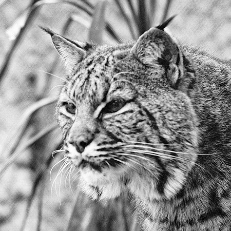 bobcat, cat, "black & white", USA, Texas, Nikon, Bertazzoni, fur, claws, hunting, nocturnal, trophy, hair, details, artistic,
