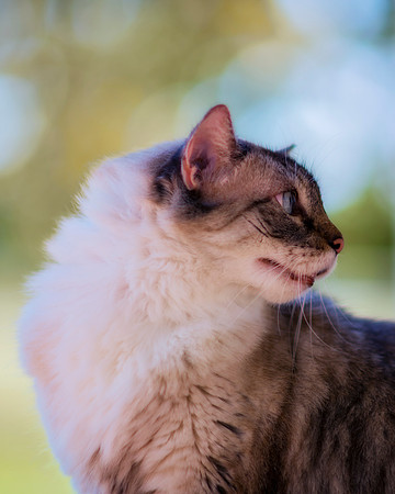 Cat's Portrait
