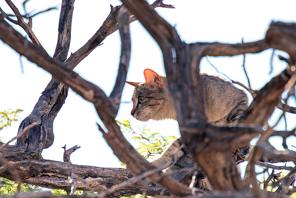 Bertazzoni, Nikon, animal, artistic, carpet, cat, "cat's portrait", hair, house, pet, pillow, portrait, sleeping, tail, "African Wildcat", Kgalagadi, nature, safari, Africa