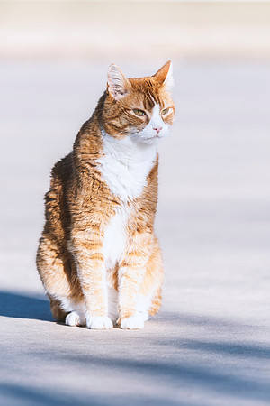 Guarding Cat