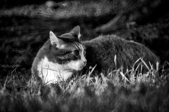 Bertazzoni, Nikon, animal, artistic, "black & white", carpet, cat, "cat's eye", "cat's portrait", hair, house, pet, pillow, portrait, sleeping, tail
