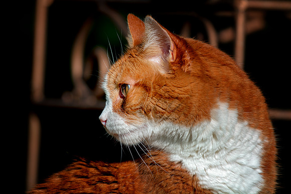 Cat's Portrait