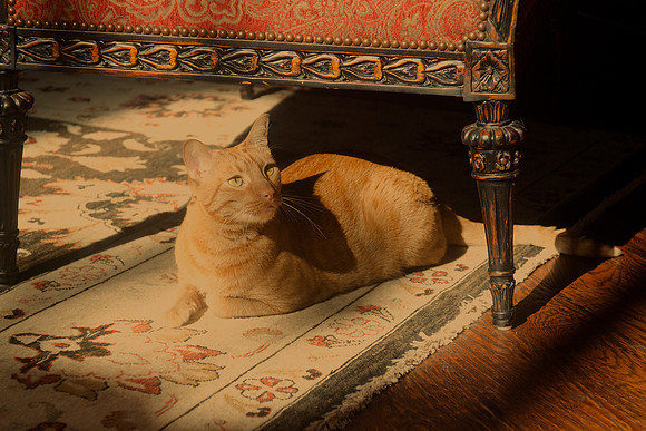 carpet, home, house, "noble cat", pet, rays, "red cat", sunlight