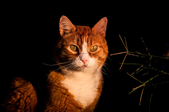 Domestic Cat
