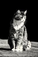 Domestic Cat