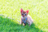 Kitty