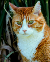 Cat's Portrait