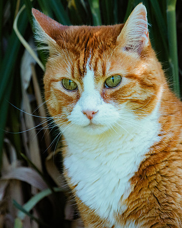 Cat's Portrait
