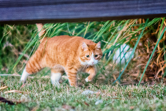 Cat in Action