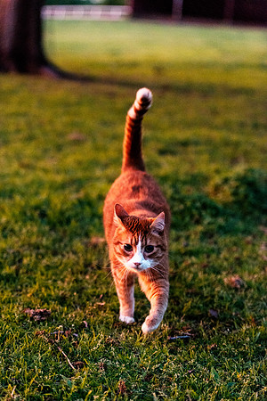 Red Cat