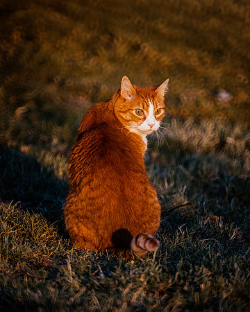 Domestic Cat