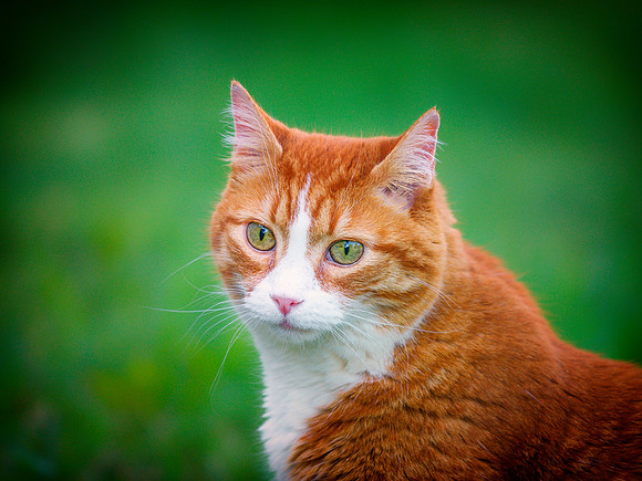 Cat in Action