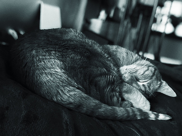 Sleeping Cat