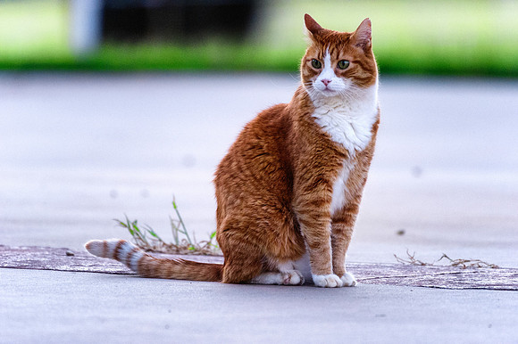 Domestic Cat
