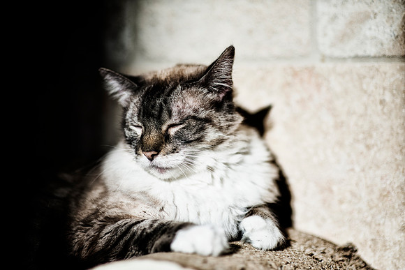 Domestic Cat