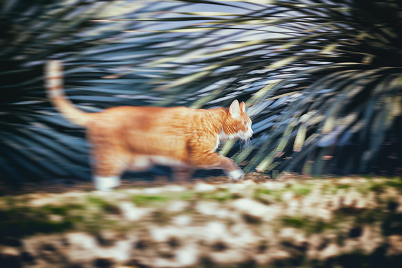 Alien Cat