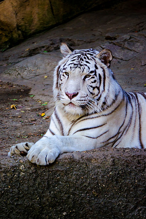 White Tiger