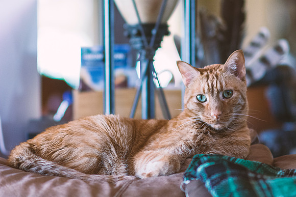 Cat's Portrait