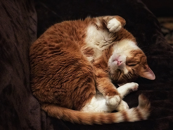 Sleeping Cat