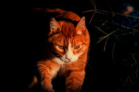 Domestic Cat