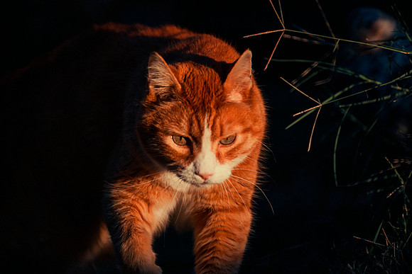 Domestic Cat