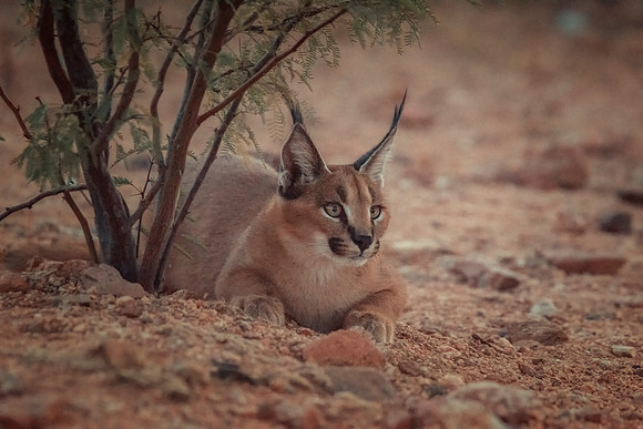 Caracal