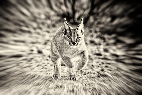 Caracal