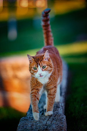 Outdoor Cat