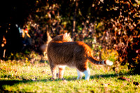 Cat's Eye