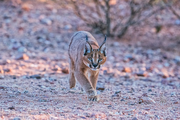 Caracal