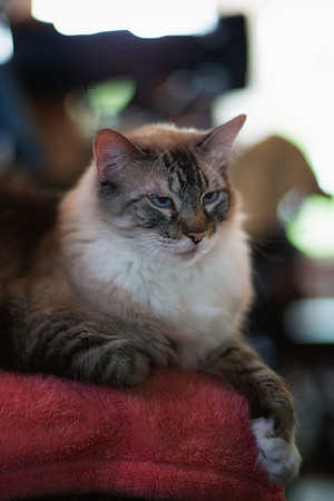 Domestic Cat