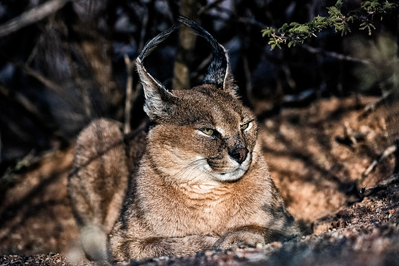 Caracal