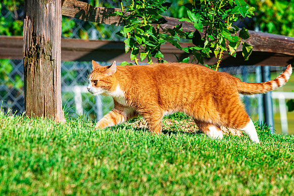 Cat in Action
