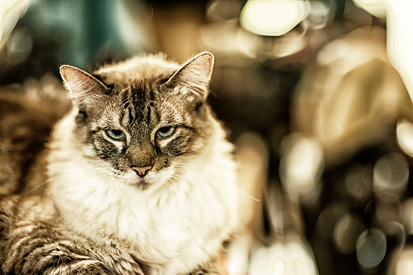 Domestic Cat