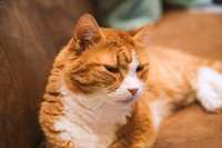Lazy Domestic Cat