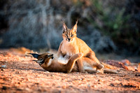 Caracal