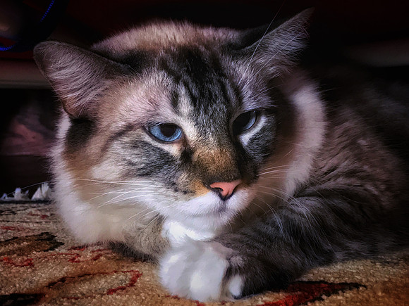 Bertazzoni, Nikon, animal, artistic, "black & white", carpet, cat, "cat's eye", "cat's portrait", hair, house, pet, pillow, portrait, sleeping, tail