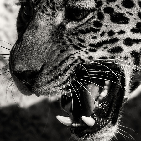 cub, kitty, jaguar, spots, "central America", " South America", Texas, Arizona, "New Mexico", Mexico, cat, feline, claws, sabre, teethm attack, predator, leather, fur, poaching, Nikon, bertazzoni, col