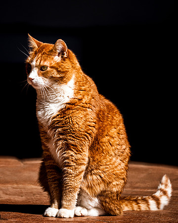 Domestic Cat