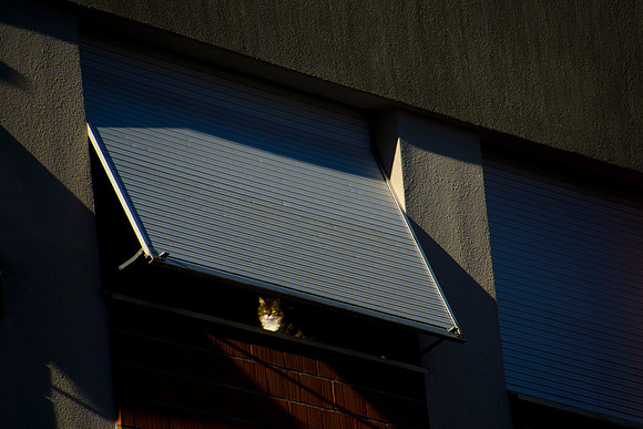 building, cat, city, condo, family, home, house, observing, pet, scenic, structure, watcher, window