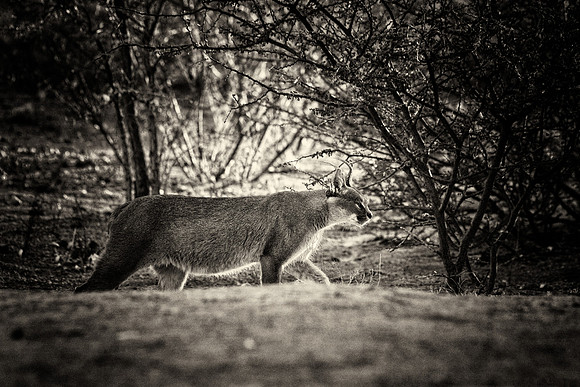 Caracal
