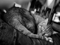 Sleeping Cat