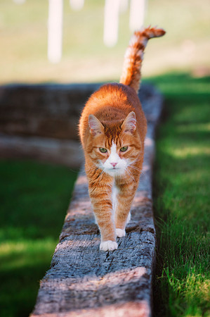 Outdoor Cat