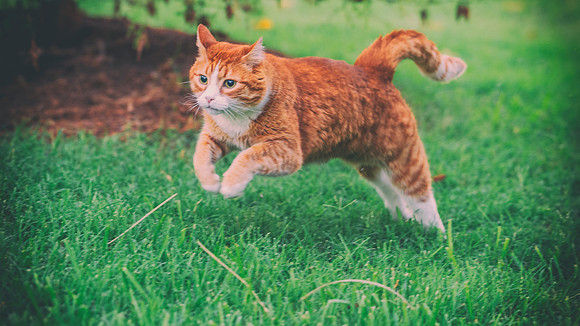 Outdoor Cat