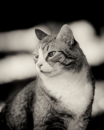 Cat's Portrait
