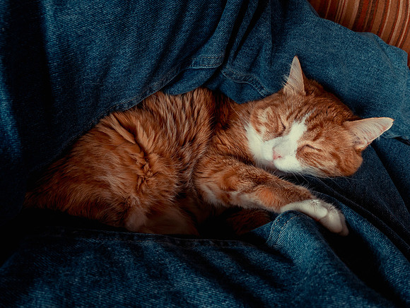 Loyal Cat