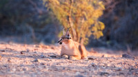 Caracal