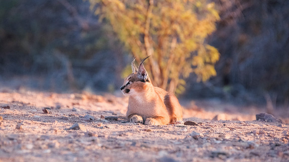 Caracal